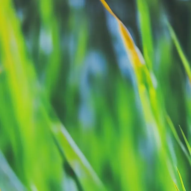 chat with ai character: grass