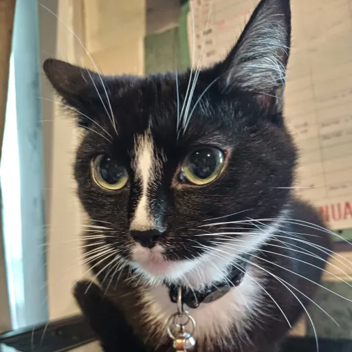 talkie's author avatar