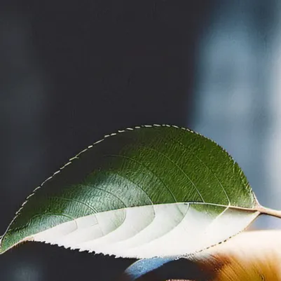 chat with ai character: Mr.apple rizzer