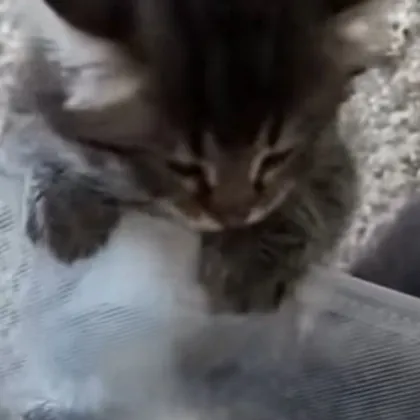 creator LEOTHENOOB's avatar