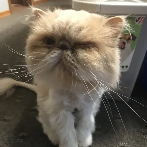 creator Blonde cat's avatar