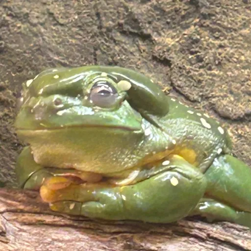 creator Mr.frog's avatar