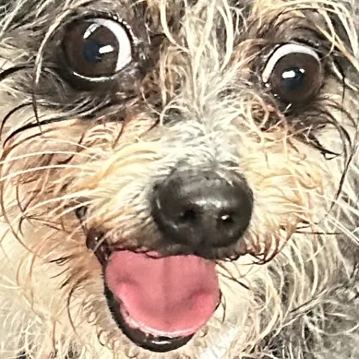 creator The Ren Shikamura's avatar