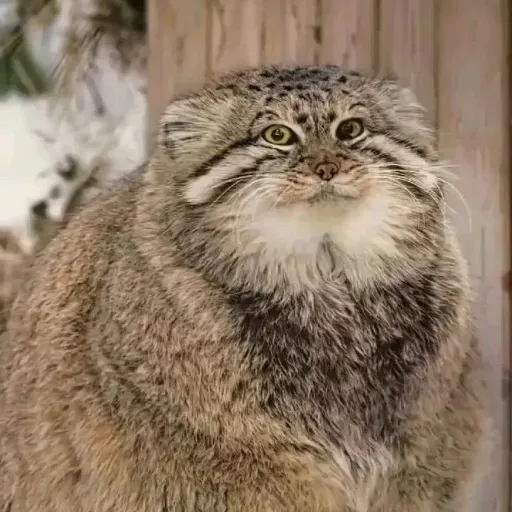 creator Topthorn ☦︎'s avatar