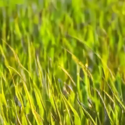 chat with ai character: touch grass💀