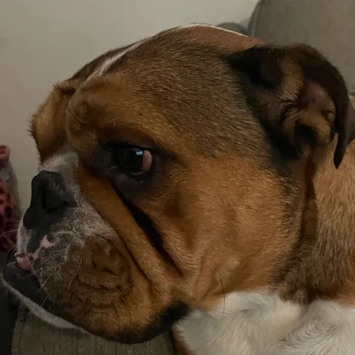 creator Lilygogirl's avatar