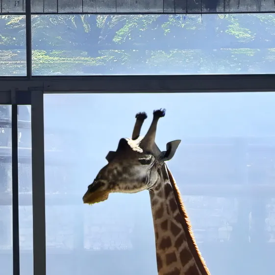 chat with ai character: Leaf the giraffe 