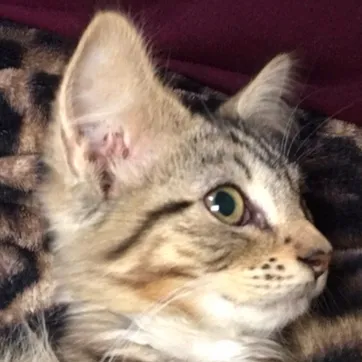 talkie's author avatar