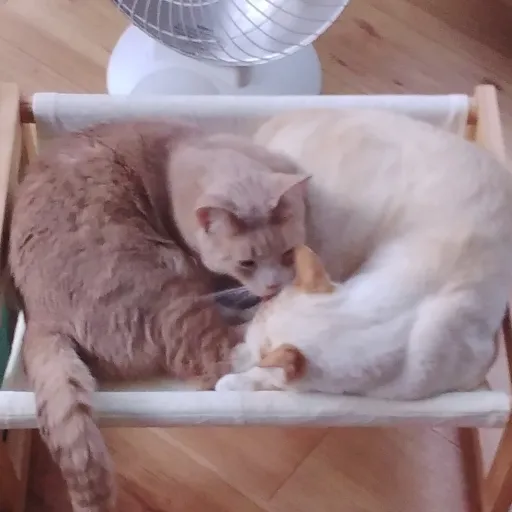 creator °☆Ari☆°'s avatar