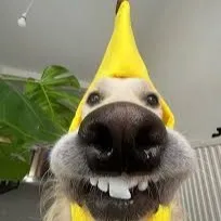 creator Dog banana?~'s avatar