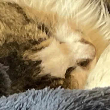 creator Pixelator123456789's avatar