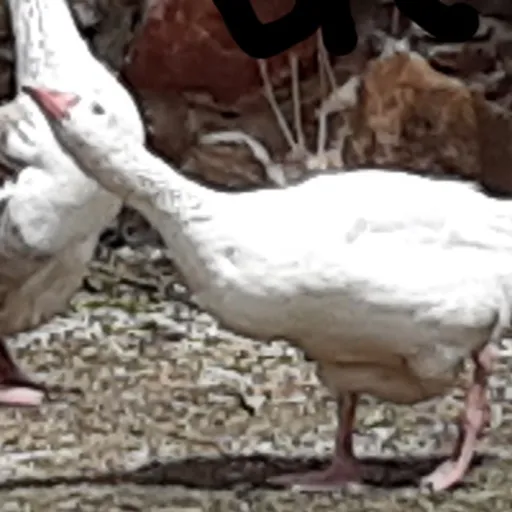 creator Sadistic Goose's avatar