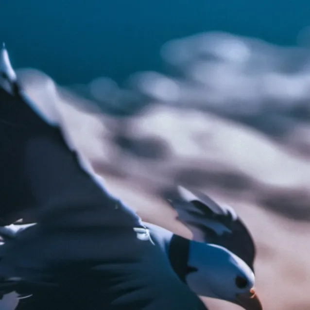 chat with ai character: Gormal Slabatory 