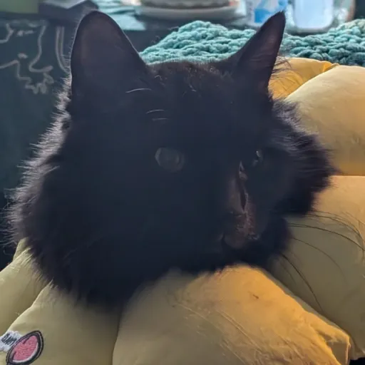 creator {saki}'s avatar