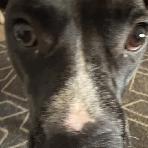 creator My dog is Oreo's avatar