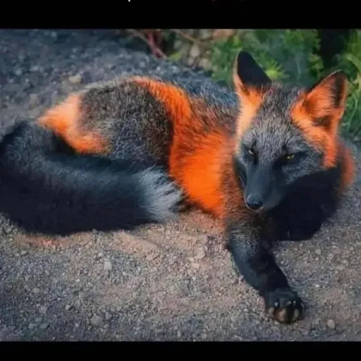 creator ❤️Keco💙's avatar