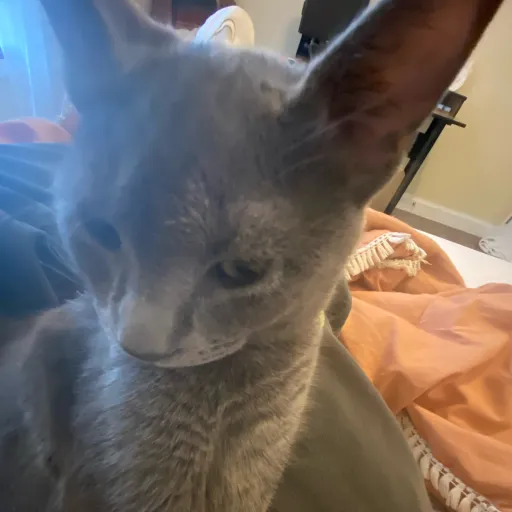 creator MissKay's avatar