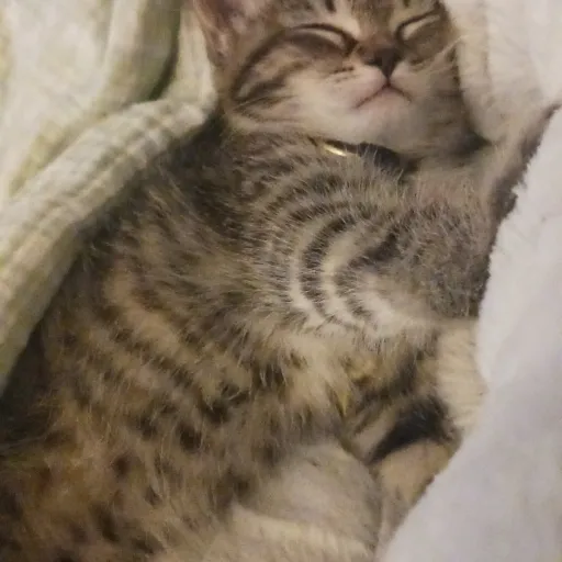 creator 𝑲𝑰𝑻𝑻𝒀 𝑰𝑺 𝑺𝑳𝑬𝑬𝑷𝑰𝑵𝑮's avatar