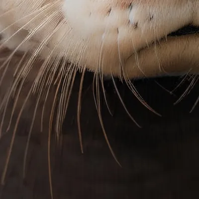 chat with ai character: OTTER!!