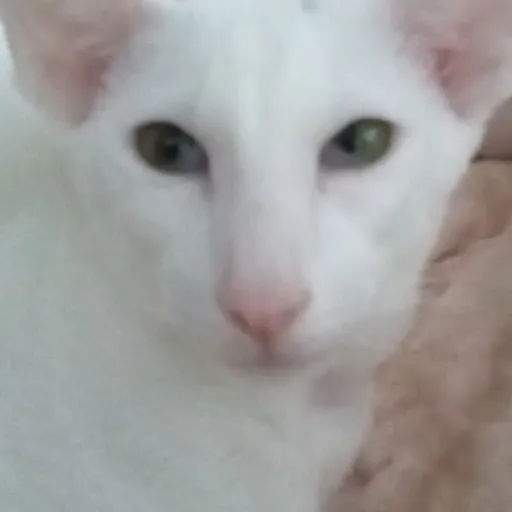 creator IHEARTE_MYCAT's avatar