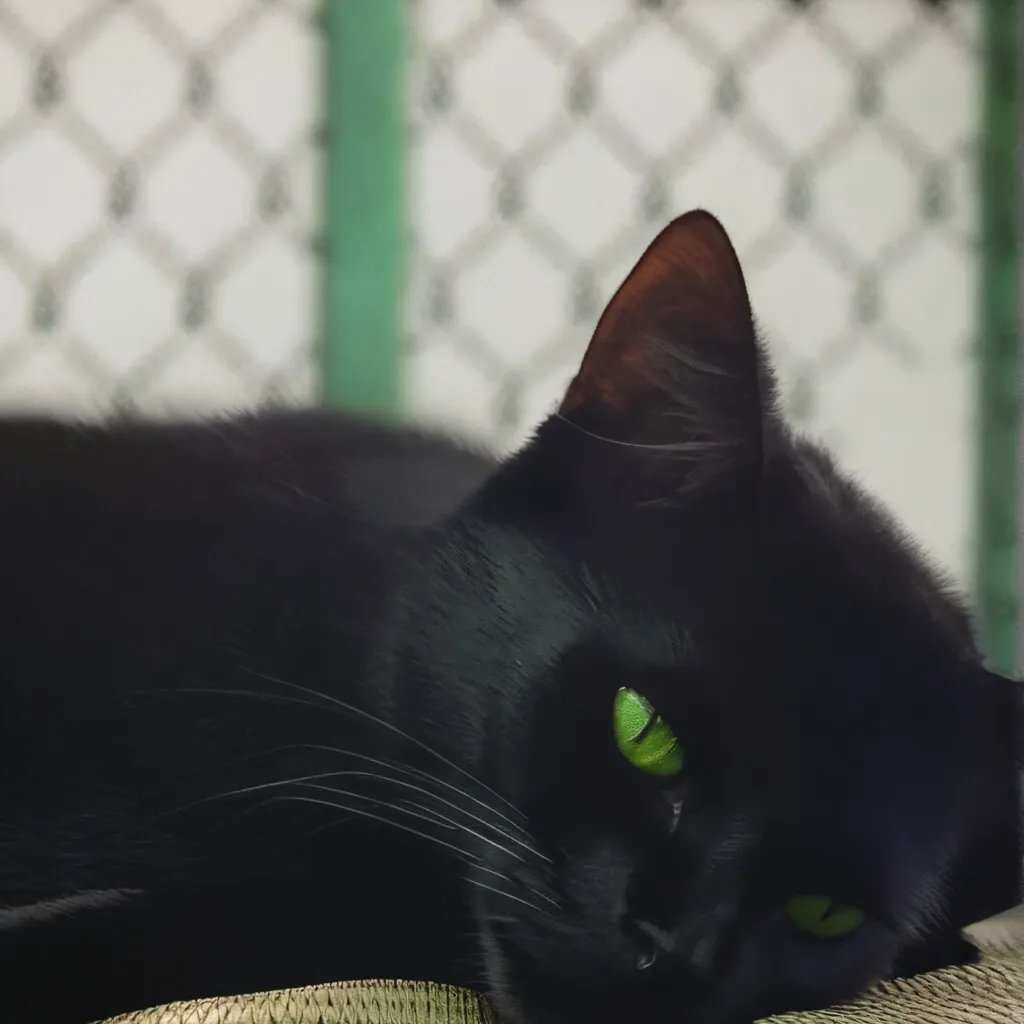 chat with ai character: Luna