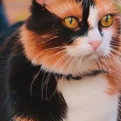 chat with ai character: Frosted ‘ Peaks