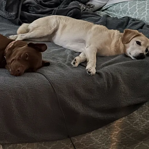 creator Caidyn555's avatar