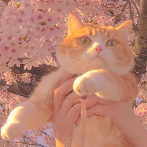 creator FairyCat's avatar