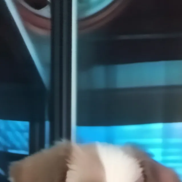 chat with ai character: snowy