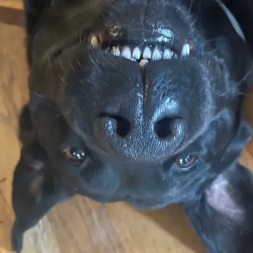 creator Talkior-UtM4V2cb's avatar