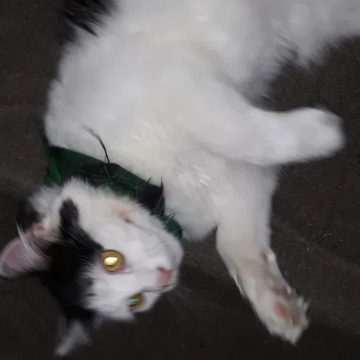 creator CatWithFish's avatar