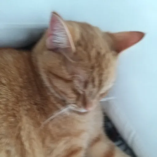 creator Cat kitty kitten's avatar