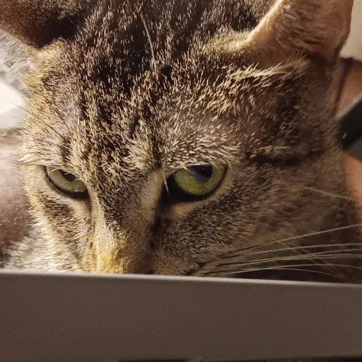 talkie's author avatar