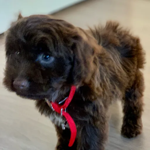 creator Leilani <3's avatar