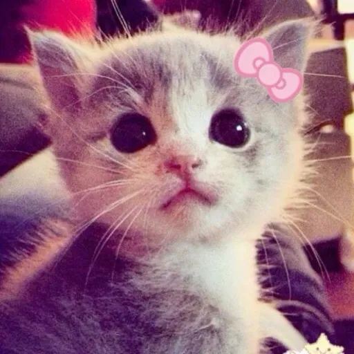 creator ilikebread567's avatar