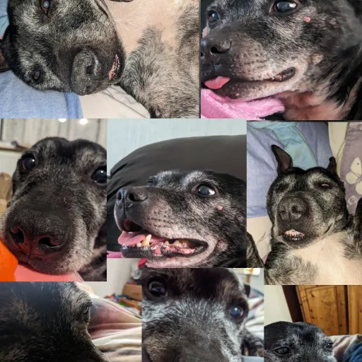 talkie's author avatar