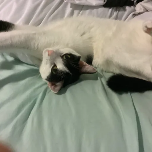 creator Talkior-Nx1kdAMp's avatar