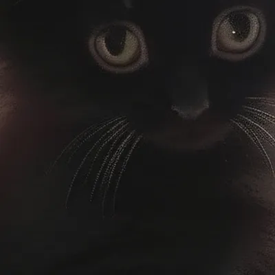 chat with ai character: Shadow