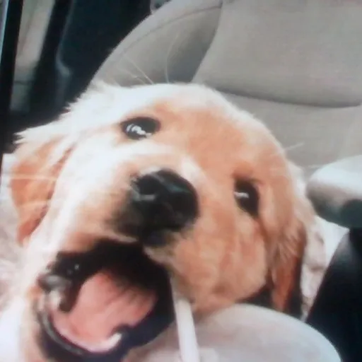 creator Cutie_Patootie:)'s avatar