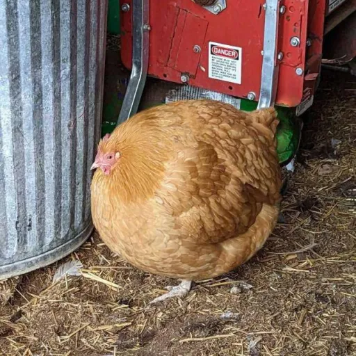 creator SlicedBun's avatar