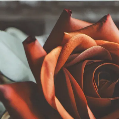 chat with ai character: Flower