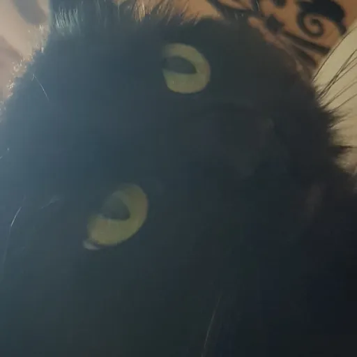 creator kittensss's avatar