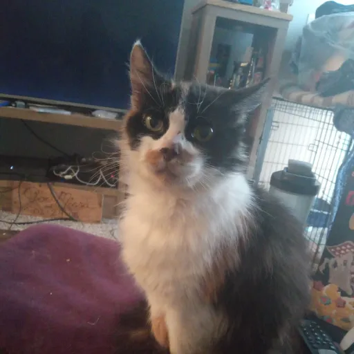 creator Ellamintia's avatar