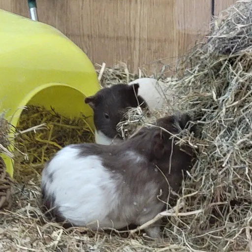 creator coldery's avatar