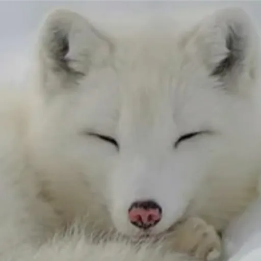 creator ꊰꋪꄲꅐꋊꌦ_ꊰꄲꉧ🦊's avatar