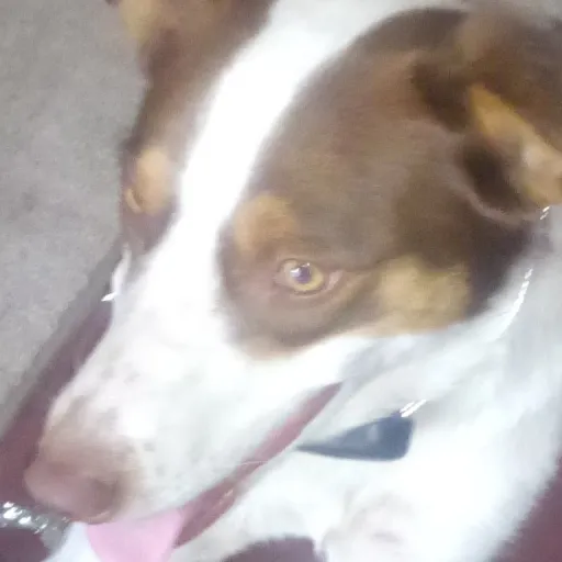 creator ieatkidsandyoucant's avatar