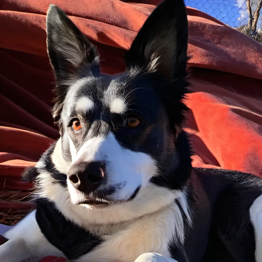 chat with ai character: ✨shadow✨