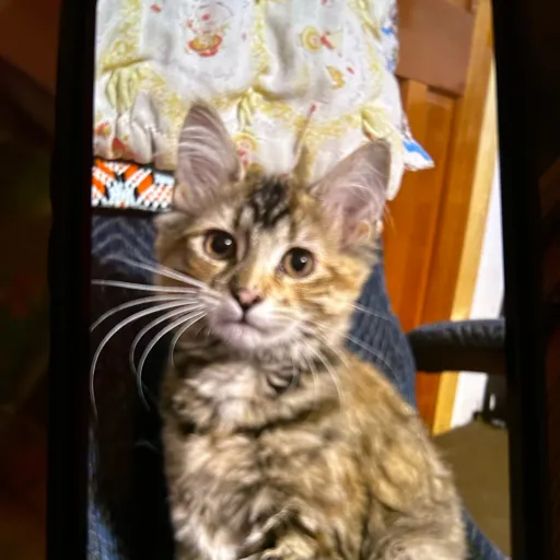 creator Luna2012's avatar