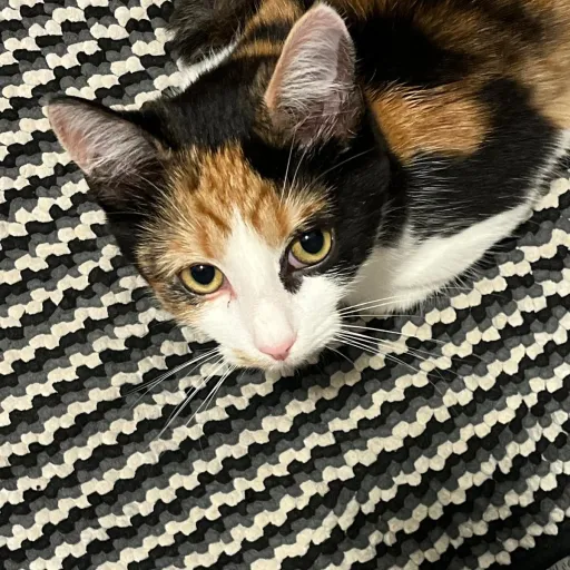 creator ObrienSangst3rgirl's avatar