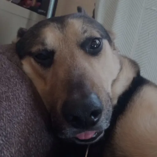 creator killer kitten 🐾🐾's avatar